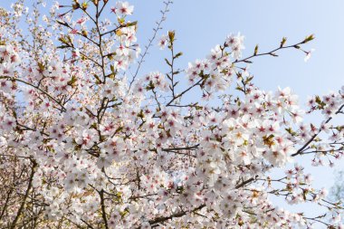 Doshi Nehri'nin kiraz çiçekleri