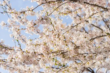 Doshi Nehri'nin kiraz çiçekleri