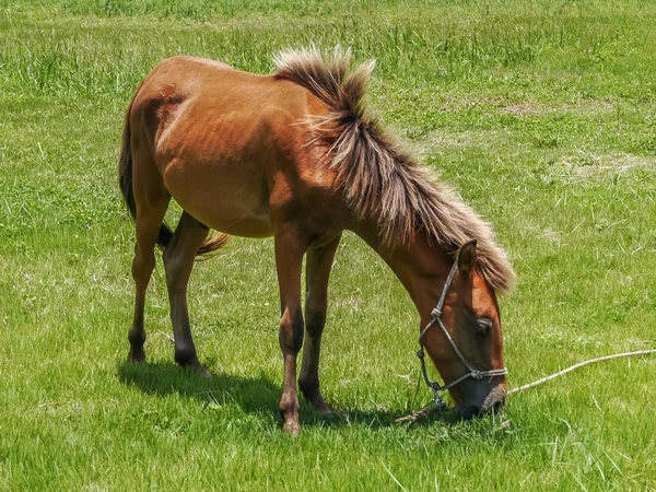 Cavallo di Yonaguni — Foto Stock