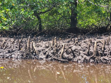 Bali 'deki Nusa Lambongan Adası' nın güzel mangrov ormanları bataklığın yakınında mangrov ağaçlarının kökleri görülebilir. mangrov ağacı kökleri
