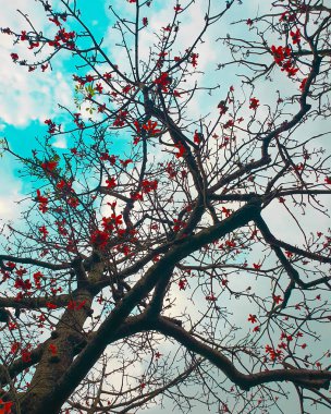 Kırmızı çiçekli ağaç dalları ve bahar boyunca arka planda mavi gökyüzü olan yapraklar yok.