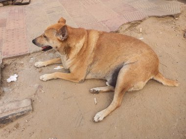Bangladeş, Dhaka caddesinde yatan büyük sağlıklı Asyalı kahverengi sokak köpeği..