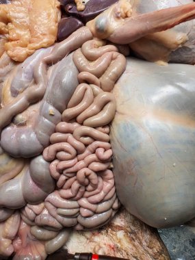 Kesildikten sonra kalın, çiğ bir inek bağırsağı.