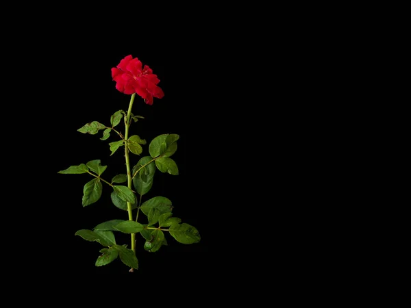 一朵红玫瑰 背景为黑色 红玫瑰在黑色的背景上 图库照片