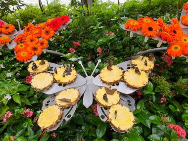 Changi Airport butterfly garden - Wonderfully decorated butterfly garden in the most beautiful airport of singapore. Butterflies eating pineapples on a butterfly garden. clipart