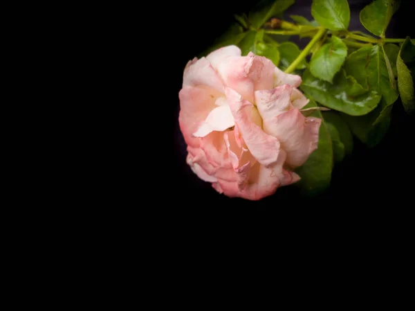 Beautiful pink rose with green leaves lying with a black background. Rose with black background