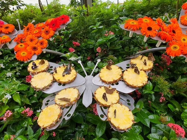 昌伊机场蝴蝶花园 美丽的美丽机场的美丽蝴蝶花园 蝴蝶在蝴蝶花园里吃菠萝 图库图片