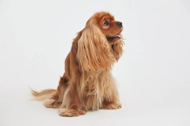 Beyaz arka planda Cocker Spaniel stüdyoda