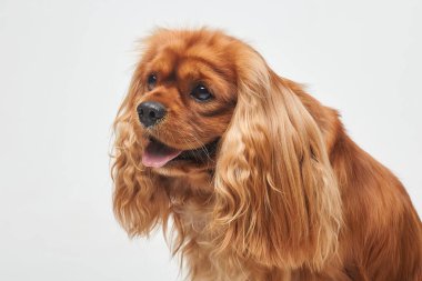 Beyaz arka planda Cocker Spaniel stüdyoda