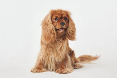 Beyaz arka planda Cocker Spaniel stüdyoda