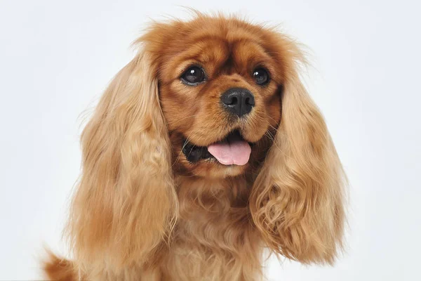 Beyaz Arka Planda Cocker Spaniel Stüdyoda — Stok fotoğraf