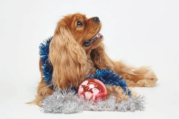 Cocker Spaniel Mit Weihnachtsdekoration Das Konzept Von Weihnachten Und Neujahr — Stockfoto