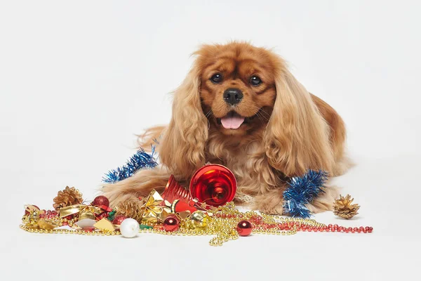 Cocker Spaniel Met Kerstversiering Het Concept Van Kerstmis Nieuwjaar Fotosessie — Stockfoto
