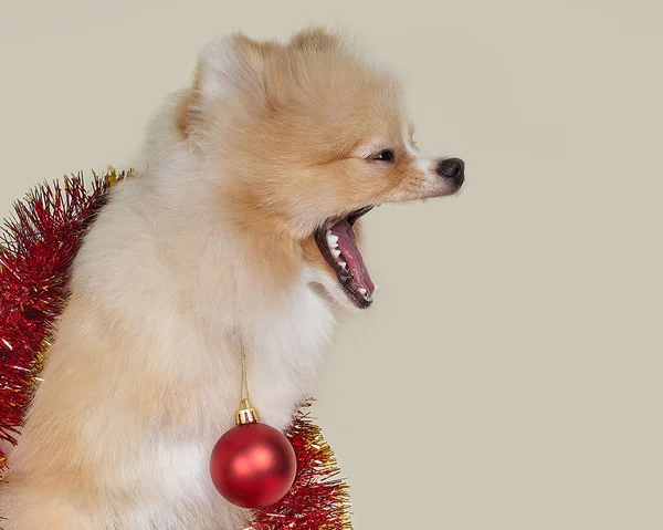 Pommerse Puppy Blaft Kerst Nieuwjaarsconcept — Stockfoto