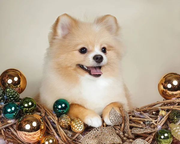 Schattig Pomeranian Puppy Kerst Attributen — Stockfoto