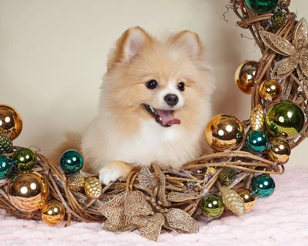 Schattig Pomeranian Puppy Kerst Attributen — Stockfoto