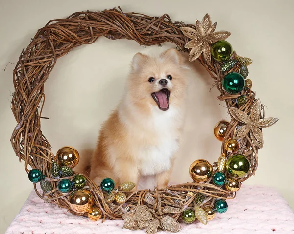 Schattig Pomeranian Puppy Kerst Attributen — Stockfoto