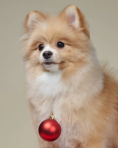 Niedliche Pommersche Mit Weihnachtsbaumspielzeug — Stockfoto