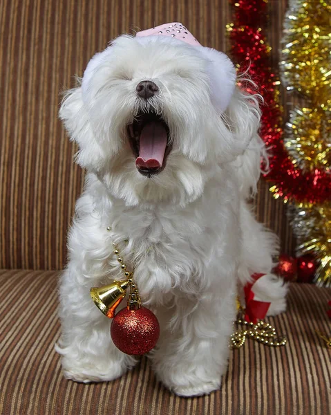 Lustig Gäspande Hund Maltesisk Knähund Julpynt — Stockfoto