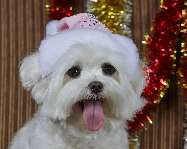 戴着圣诞礼帽的小狗 马耳他猎狗在圣诞装饰品中拍照 — 图库照片