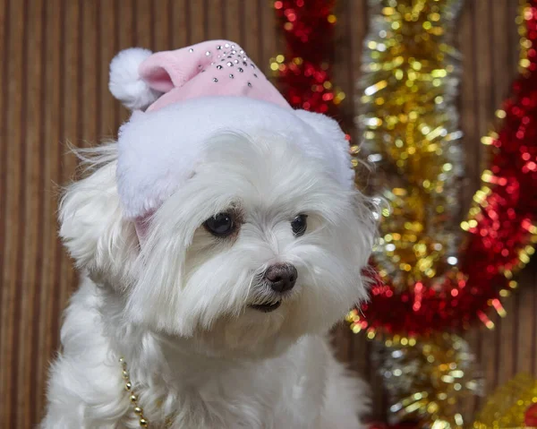 Een Hondje Met Een Kerstmuts Maltese Lapdog Fotoshoot Kerstversiering — Stockfoto