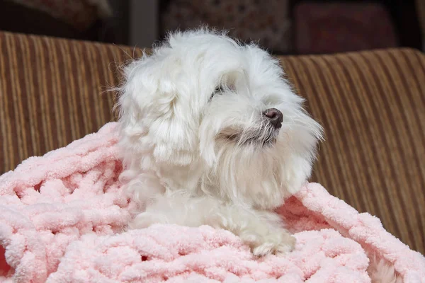 Cão Desgrenhado Engraçado Lapdog Maltês Envolto Cobertor Rosa — Fotografia de Stock