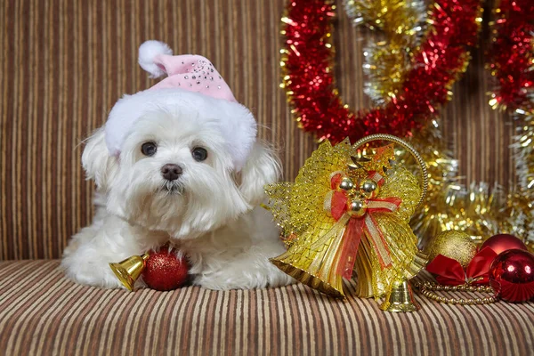 Liten Hund Tomteluva Maltesiska Lapdog Foto Skjuta Juldekorationer — Stockfoto