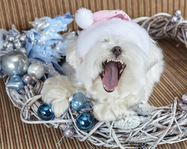 Den Lilla Hunden Skäller Maltesisk Knähund Julpynt — Stockfoto