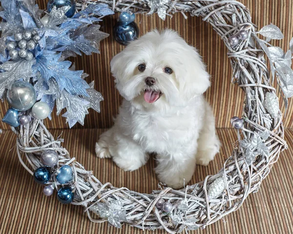 Maltese Lapdog Fotoshoot Kerstversiering — Stockfoto