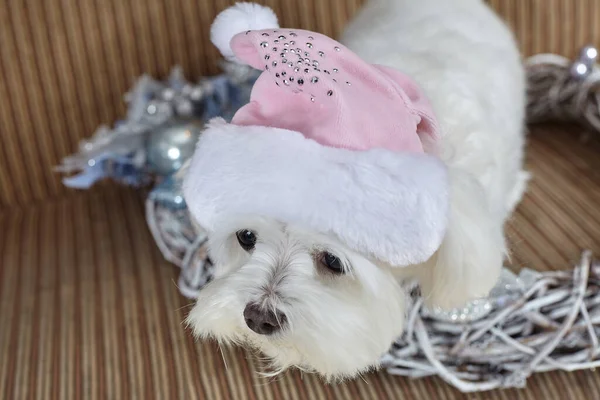 Een Hondje Met Een Kerstmuts Maltese Lapdog Fotoshoot Kerstversiering — Stockfoto