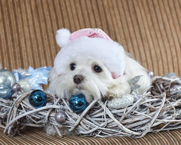 Een Hondje Met Een Kerstmuts Maltese Lapdog Fotoshoot Kerstversiering — Stockfoto