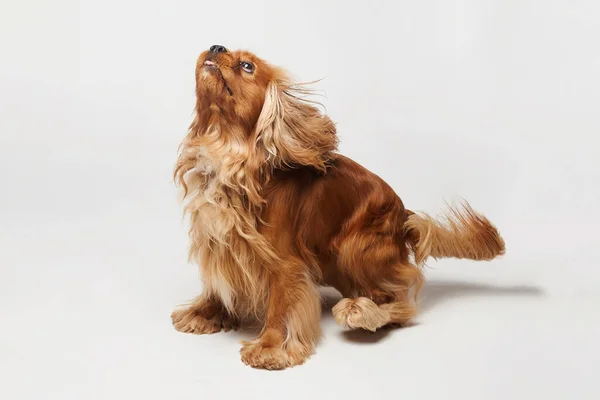 Cocker Spaniel Studio White Background — Stock Photo, Image