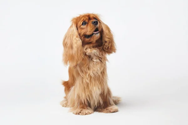 Beyaz arka planda Cocker Spaniel stüdyoda
