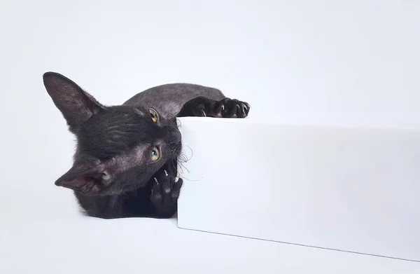 コーニッシュ レックス種の遊び心のある黒い子猫 白い背景で撮影した写真です — ストック写真