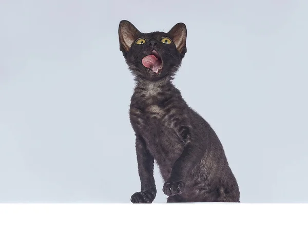 コーニッシュ レックス種の遊び心のある黒い子猫 白い背景で撮影した写真です — ストック写真