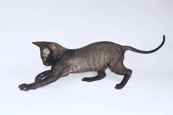 Cornish Rex Soyundan Oyuncu Siyah Kedi Yavrusu Beyaz Arkaplanda Fotoğraf — Stok fotoğraf