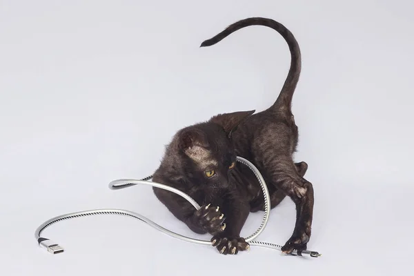 Zwart Cornish Rex Kitten Speelt Met Een Usb Kabel Fotoshoot — Stockfoto