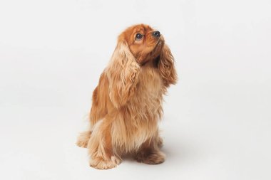 Beyaz arka planda Cocker Spaniel stüdyoda