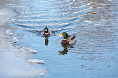Buzun kenarında iki vahşi drake yüzüyor.