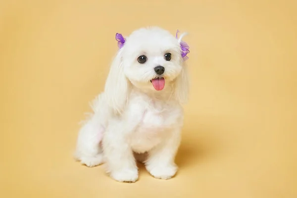 Charming Little Maltese Lapdog Photo Shoot Studio Yellow Background — Stock Photo, Image