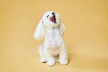 Küçük sevimli Maltalı süs köpeği. Stüdyoda sarı arka planda fotoğraf çekimi..