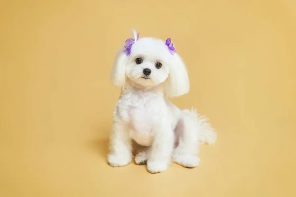 Küçük sevimli Maltalı süs köpeği. Stüdyoda sarı arka planda fotoğraf çekimi..