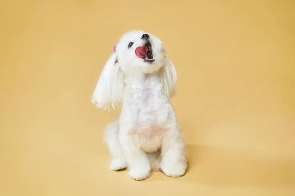 Küçük sevimli Maltalı süs köpeği. Stüdyoda sarı arka planda fotoğraf çekimi..