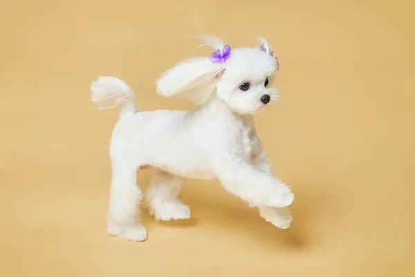 Küçük sevimli Maltalı süs köpeği. Stüdyoda sarı arka planda fotoğraf çekimi..