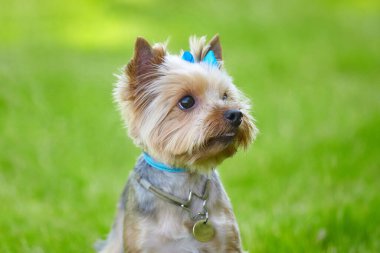 Güzel Yorkshire Terrier köpeği yeşil çimlerin üzerinde.