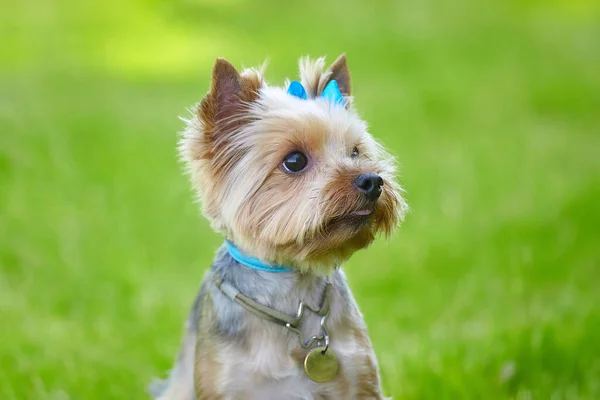 Vacker Yorkshire Terrier Hund Det Gröna Gräset — Stockfoto