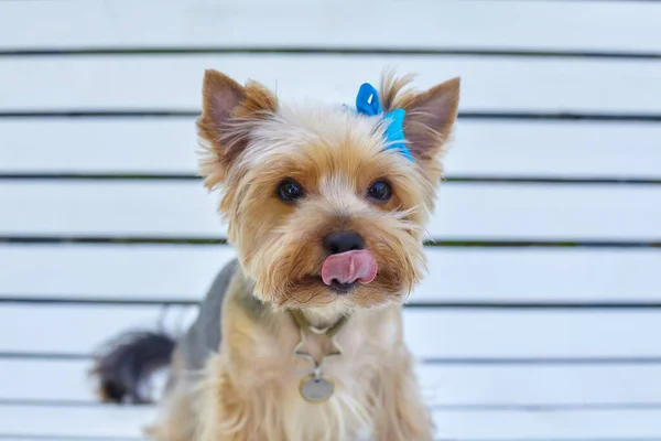 Atrativo Yorkshire Terrier Cão Banco Parque Cidade — Fotografia de Stock