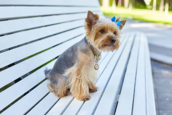 Şehir parkındaki bankta oturan çekici Yorkshire teriyer köpeği..