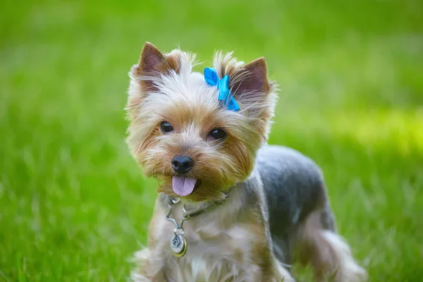 Belo Cão Yorkshire Terrier Grama Verde — Fotografia de Stock