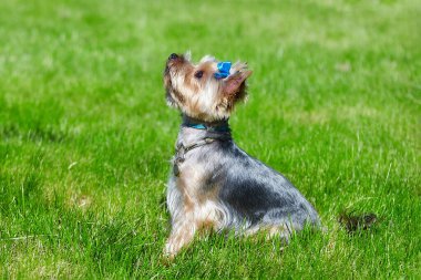 Güzel Yorkshire Terrier köpeği yeşil çimlerin üzerinde.